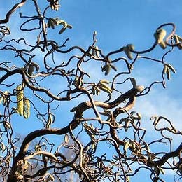 Corylus avellana contorta